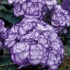 Hortensia 'Miss Saori Blue®' -Boom Tuin Verkoop 8902295748638