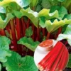 Doordragende Rabarber 'Livingstone' 1 Doordragende Rabarber 'Livingstone' -Boom Tuin Verkoop 8902337527838