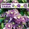 Clematis 'Taiga®' -Boom Tuin Verkoop 8906958700574