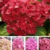 Vijf Kleuren Hortensia 'Together®' 2 Vijf Kleuren Hortensia 'Together®' -Boom Tuin Verkoop 8910729936926