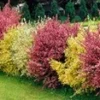 Brem Haag 'Tricolor' -Boom Tuin Verkoop 8915340296222