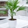 Palm 'Livistona Rotundifolia' -Boom Tuin Verkoop 8917875392542