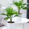Palm Duo -Boom Tuin Verkoop 8917875752990