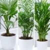 Kamerpalmen Set 1 Kamerpalmen Set -Boom Tuin Verkoop 8925948215326