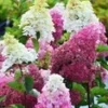 Tuinhortensia 'Fraise Melba®' -Boom Tuin Verkoop 8928321634334
