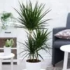Dracena 'Marginata' Ca. 120-130 Cm Hoog -Boom Tuin Verkoop 8928814923806