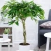 Ficus Amstel King Met Gevlochten Stam Ca. 110 Cm Hoog -Boom Tuin Verkoop 8928950943774