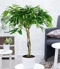 Ficus Amstel King Met Gevlochten Stam Ca. 110 Cm Hoog