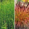 Onderhoudsvriendelijke Siergras Collectie 2 Onderhoudsvriendelijke Siergras Collectie -Boom Tuin Verkoop 8929300611102