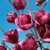 Magnolia 'Genie® ' -Boom Tuin Verkoop 8933384683550