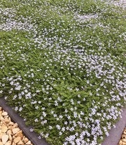 Isotoma 'Blue Foot®' 50 Stuks, Stevige Bodembedekker, Gazonvervanging 5 Isotoma 'Blue Foot®' 50 Stuks, Stevige Bodembedekker, Gazonvervanging - Afbeelding 3