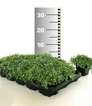 Isotoma 'Blue Foot®' 50 Stuks, Stevige Bodembedekker, Gazonvervanging 6 Isotoma 'Blue Foot®' 50 Stuks, Stevige Bodembedekker, Gazonvervanging - Afbeelding 4