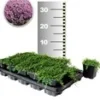 Kruiptijm 25 Planten -Boom Tuin Verkoop 8960266141726