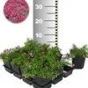 Tapijtphlox 'Rood' 50 Planten 2 Tapijtphlox 'Rood' 50 Planten -Boom Tuin Verkoop 8960437452830