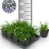 Tapijtphlox 'Blauw' 25 Planten -Boom Tuin Verkoop 8960442990622