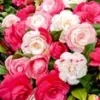Winterharde Camelia 'Festival Tricolor' -Boom Tuin Verkoop 8968999338014