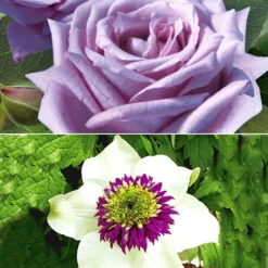 Set Clematis 'Florida Sieboldii' & Parfumroos 'Mamy Blue®'