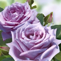 Set Clematis 'Florida Sieboldii' & Parfumroos 'Mamy Blue®' -Boom Tuin Verkoop 8973064011806