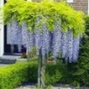 Blauweregen Op Stam 2 Blauweregen Op Stam -Boom Tuin Verkoop 8973600260126
