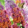 Buddleia 'Flower-Power®' -Boom Tuin Verkoop 8973600587806