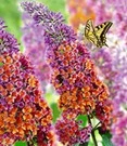 Buddleia 'Flower-Power®'