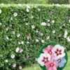 Hibiscus Heg