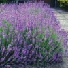 Lavendelhaag 'Blauw' -Boom Tuin Verkoop 8973608255518