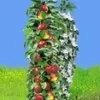 Zuilappel 'Acrobat® ' -Boom Tuin Verkoop 8973611827230