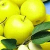 Zuilappel 'Golden Delicious' -Boom Tuin Verkoop 8973612679198