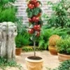 Bevruchter Appel 'Gala' -Boom Tuin Verkoop 8973617332254