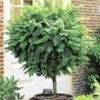 Bol Acacia -Boom Tuin Verkoop 8973618577438