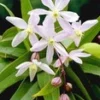 Clematis 'Armandii' -Boom Tuin Verkoop 8973622083614