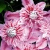 Clematis 'Josephine TM Evijohill N' -Boom Tuin Verkoop 8973622509598