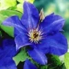 Blauwe Clematis 'The President' -Boom Tuin Verkoop 8973623033886