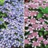 Dwerghortensia Collectie -Boom Tuin Verkoop 8973632274462