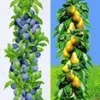 Zuilfruit Collectie Peer & Pruim -Boom Tuin Verkoop 8973632438302