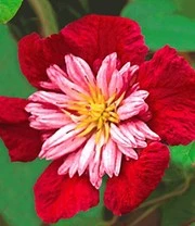 Clematis Collectie 'rood En Wit' Voor Een Voordeelprijs 4 Clematis Collectie 'rood En Wit' Voor Een Voordeelprijs - Afbeelding 2