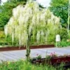 Witte Blauweregen Op Stam 'Alba' -Boom Tuin Verkoop 8973638696990