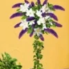 Buddleia Stammetje Met Clematis -Boom Tuin Verkoop 8973641613342