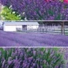 Lavendel Collectie -Boom Tuin Verkoop 8973655277598