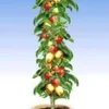 Zuilappel 'Braeburn' -Boom Tuin Verkoop 8973727825950