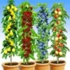 Zuilfruit Collectie -Boom Tuin Verkoop 8973753483294