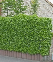 Winterharde Klimop 'Baltica' 5 Winterharde Klimop 'Baltica' - Afbeelding 3