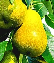 Boom Tuin Verkoop -Boom Tuin Verkoop 8974002290718