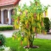 Adam's Goudenregen -Boom Tuin Verkoop 8974081228830