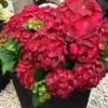Tuinhortensia 'Ruby Tuesday' 2 Tuinhortensia 'Ruby Tuesday' -Boom Tuin Verkoop 8974083424286