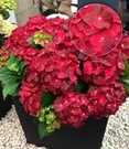 Tuinhortensia 'Ruby Tuesday'