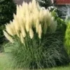 Pampasgras 'Evita' 3-liter Container -Boom Tuin Verkoop 8974227669022