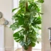 Monstera - Gatenplant Ca. 60-70 Cm Hoog -Boom Tuin Verkoop 8974589591582