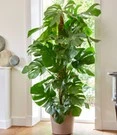 Monstera - Gatenplant Ca. 60-70 Cm Hoog